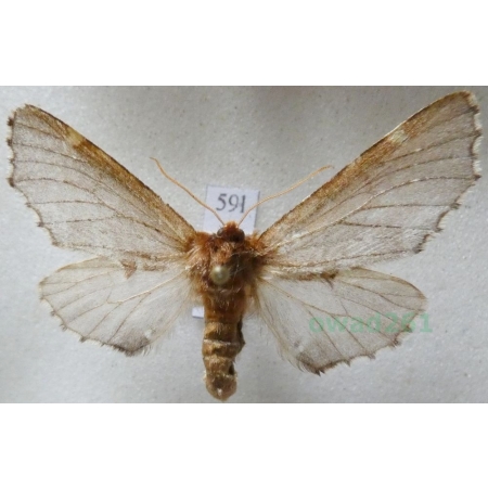 Odontosia carmelita (Esper, 1799) Węgielka karmelitanka Czech59l